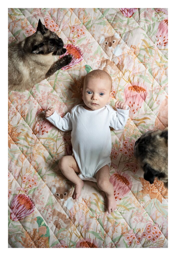 Newborn girl on blanket overlooked by her pet dog and cat